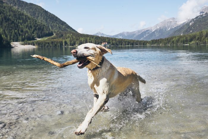 perro con palo en un lago