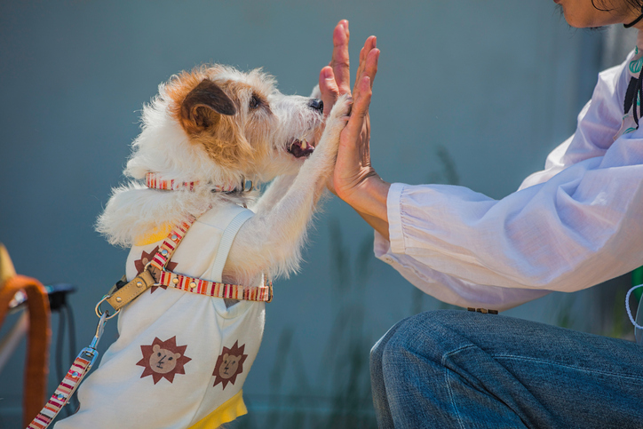 sarna canina perro con dueña