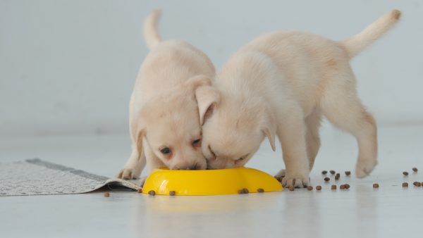 cachorros de perro comiendo