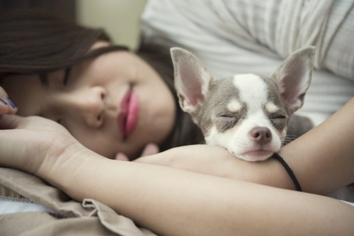 perro pequeño dormido con mujer