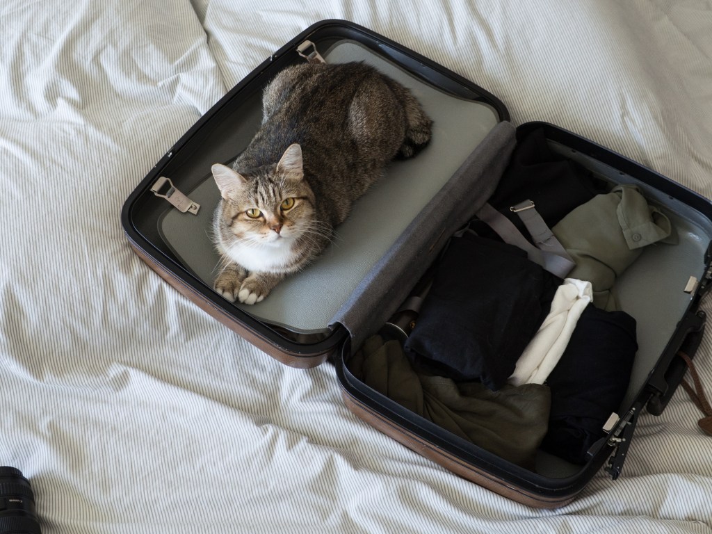 gato en maleta