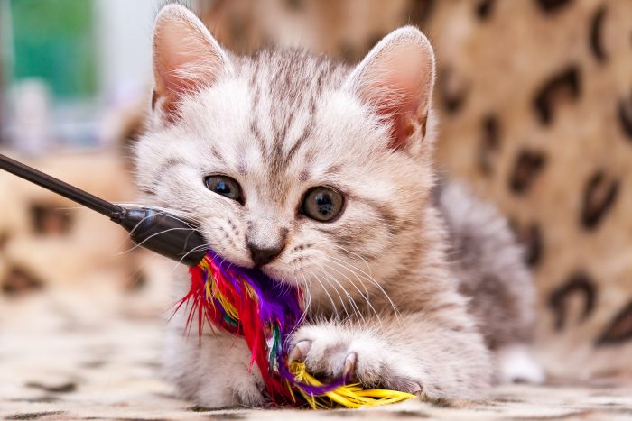 gato muerde plumas