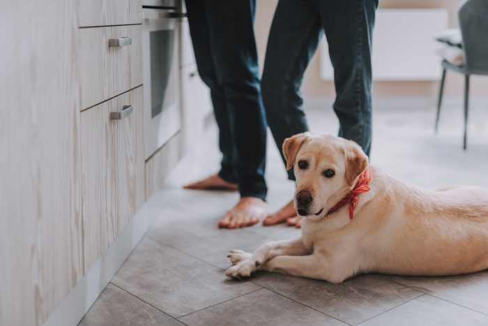 perro en una cocina sucia