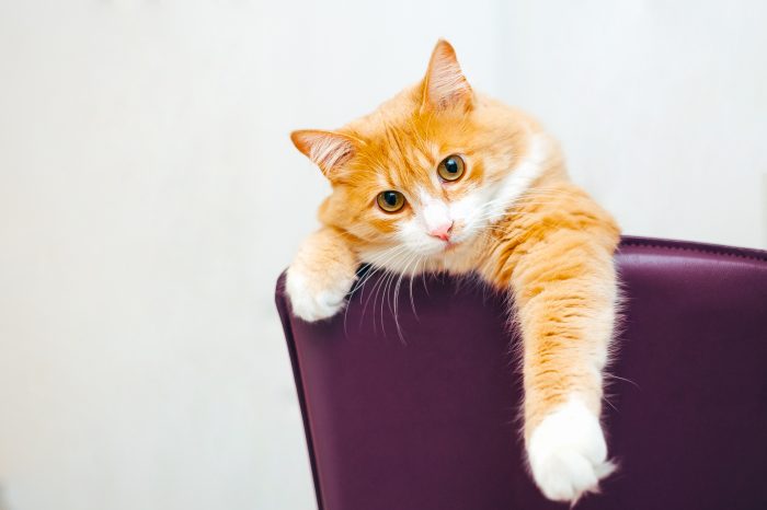 gato descansa en sillón  morado