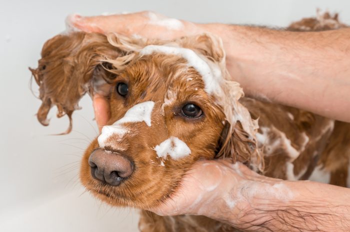perro en el baño