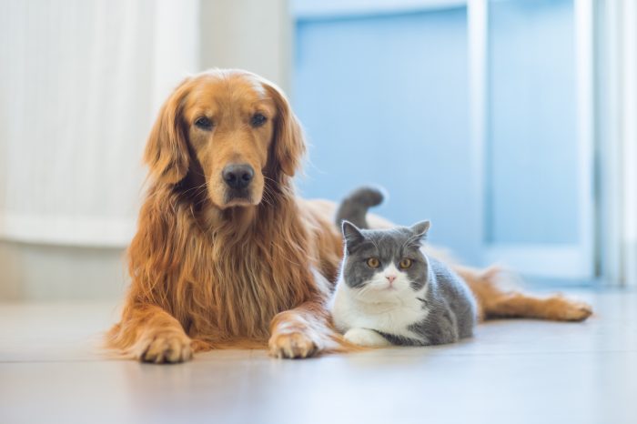 coronavirus perro