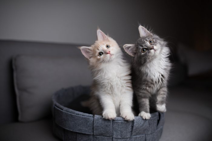 2 gatos bebés
