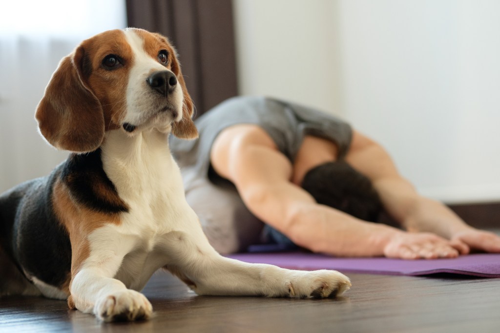 yoga con perro