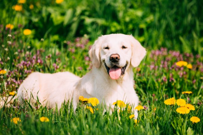 perro en la hierba