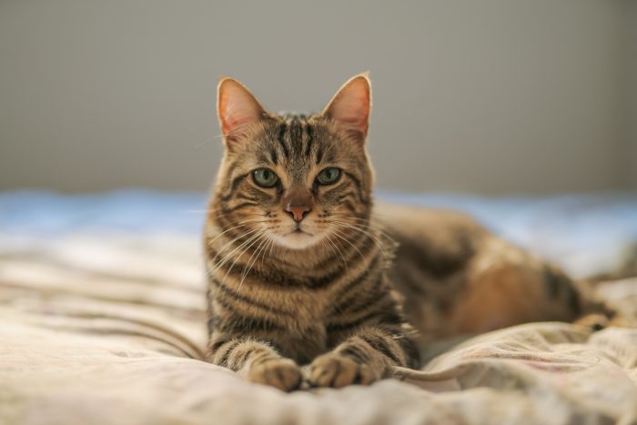 gato te mira fijamente