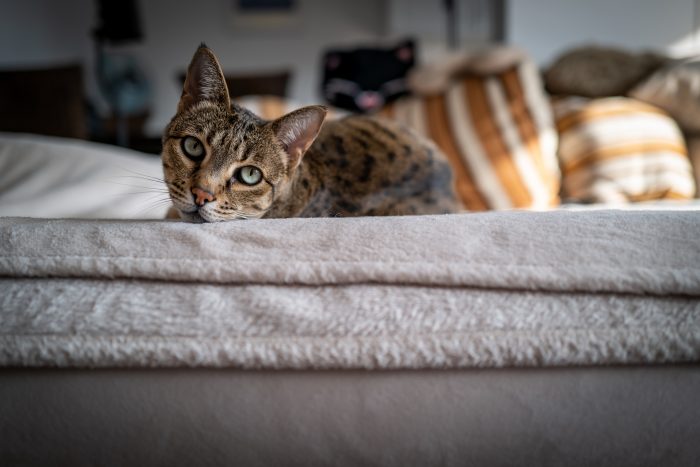 gato mira desde sofá