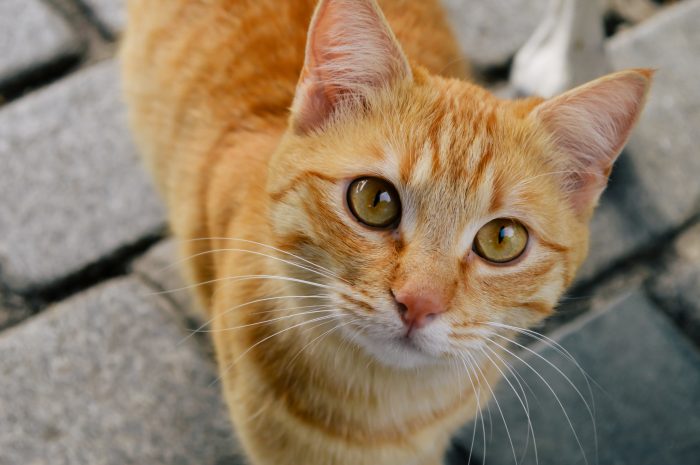 año de vida gato