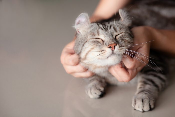 gato siendo acariciado