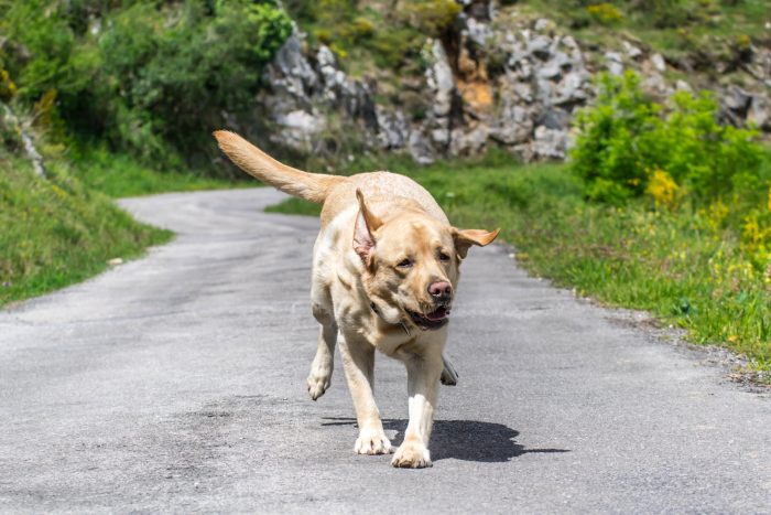 perro temperatura