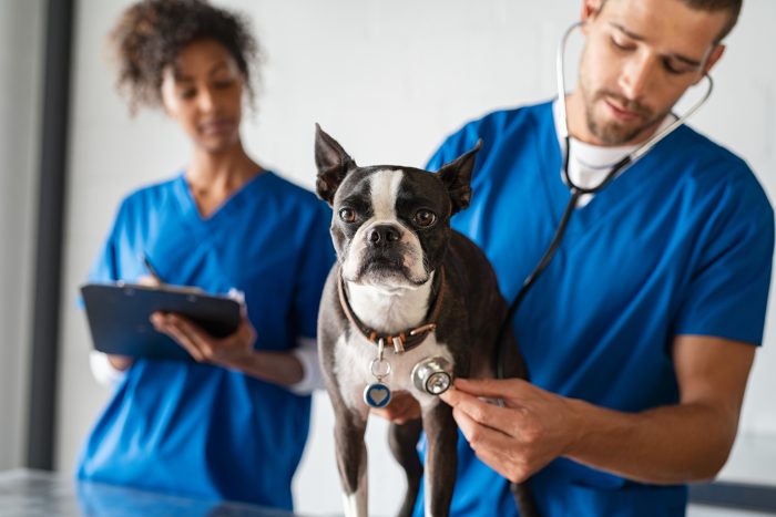 veterinario ausculta perro