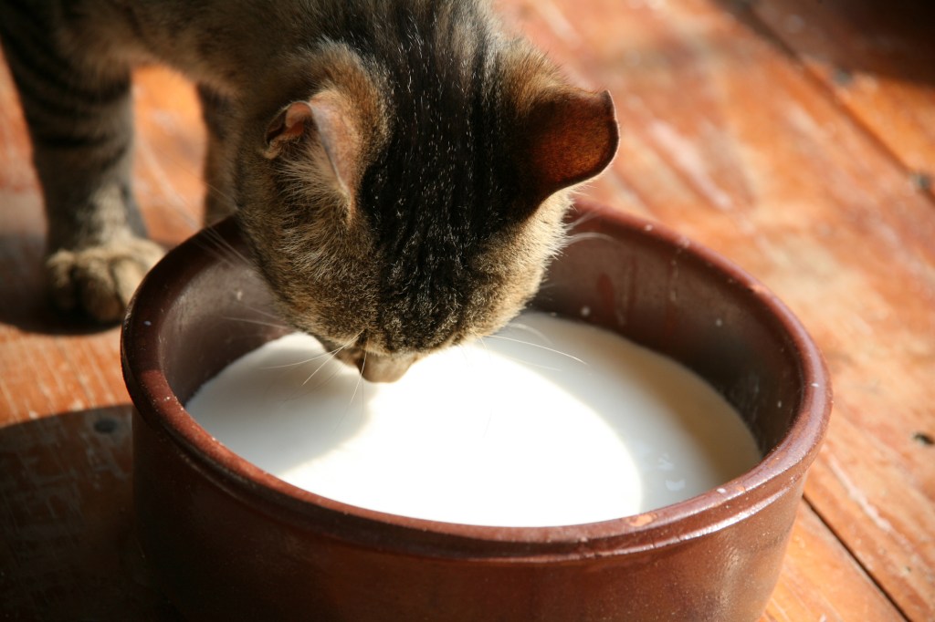 la leche es un alimento prohibido para gatos