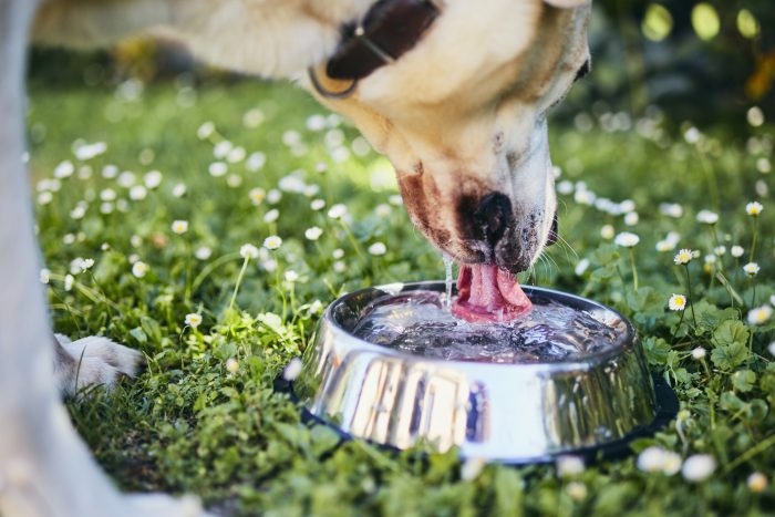 perro tomando agua