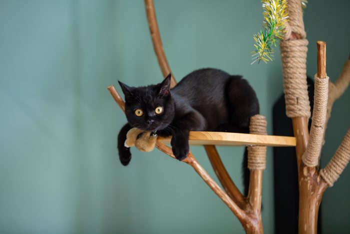 gato negro en rascador