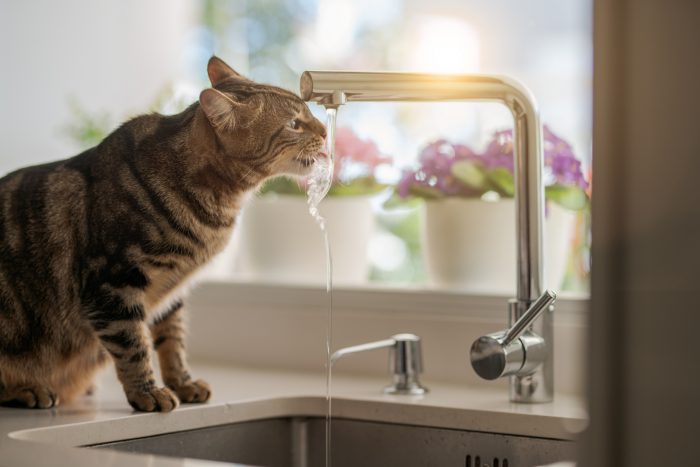 gato bebe agua del grifo