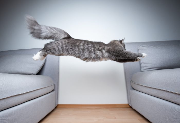 gato salta entre dos sofás