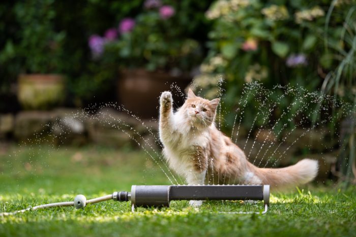 gato agua