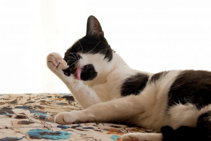 gato se lame
