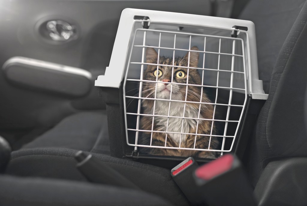 gato en transportín en coche