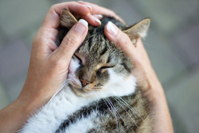 mujer acaricia la cabeza a gato