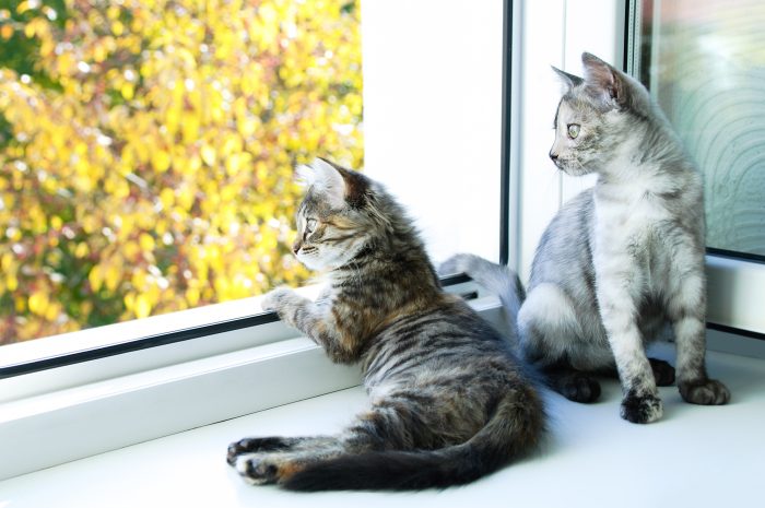 gatos miran por la ventana