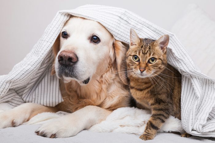 perro y gatos tapados con manta