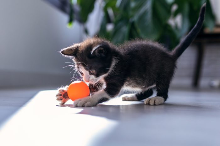 gato bebé juega con pelota