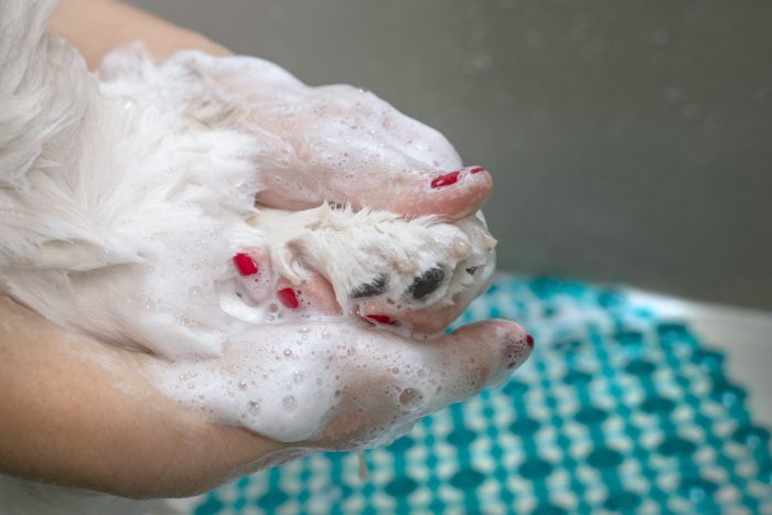 mujer lava patas de perro