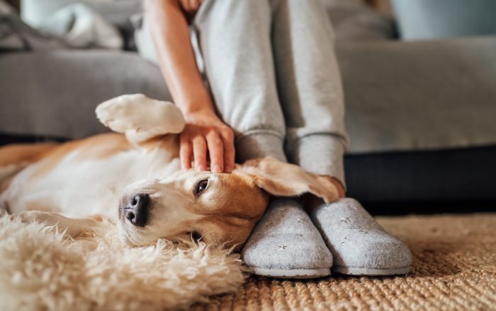 perro descansa a los pies de dueña