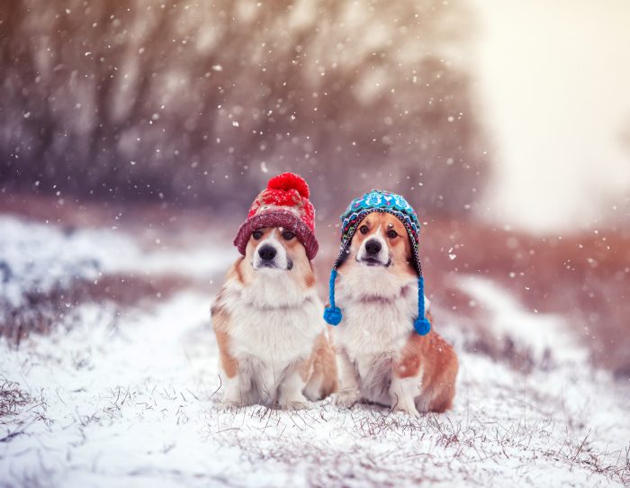 perros abrigados en la nieve