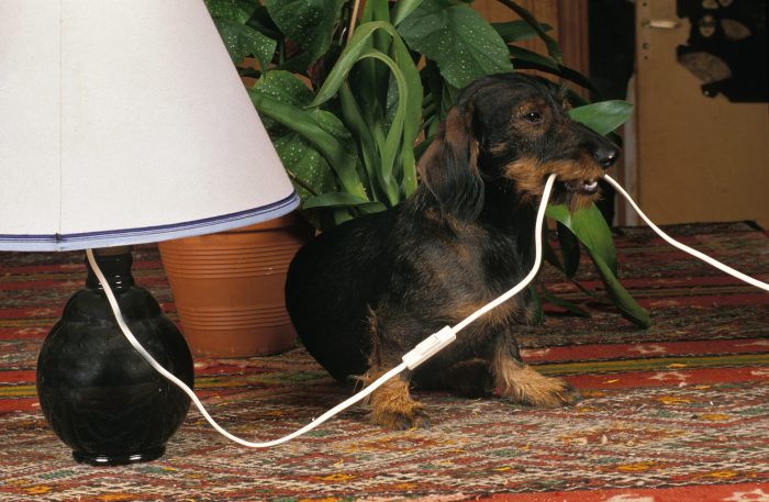 perro muerde cable
