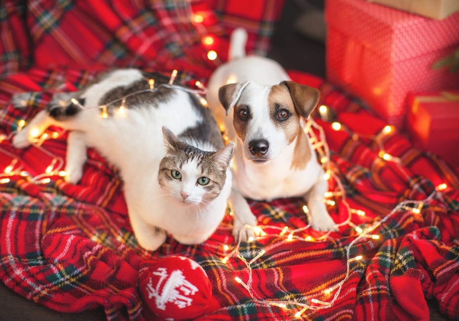 mascotas en navidad