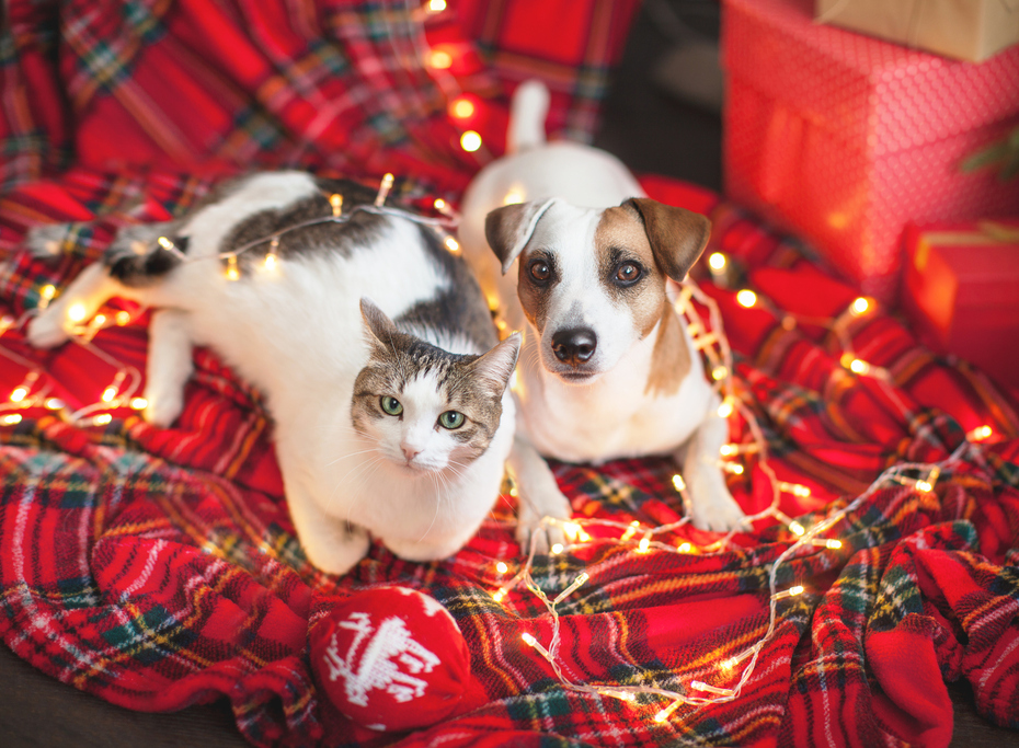 perro y gato con luces de navidad
