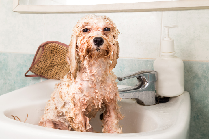 baño perro peludo