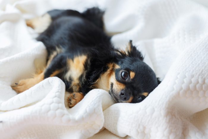 perro descansa sobre sábana
