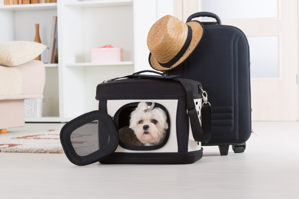 maleta de viaje y perro en transportín