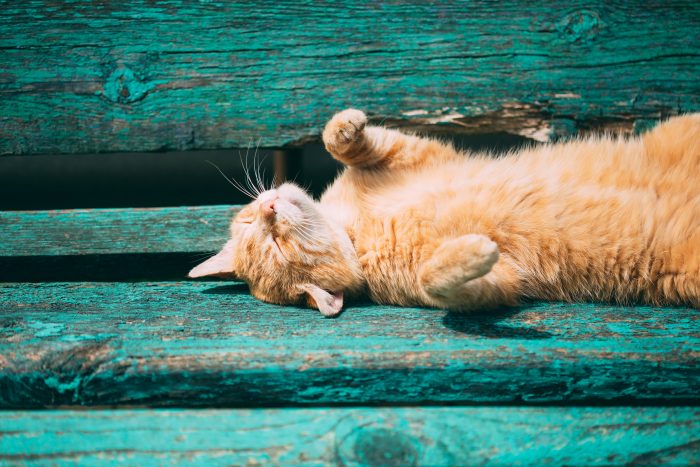 golpes de calor gato
