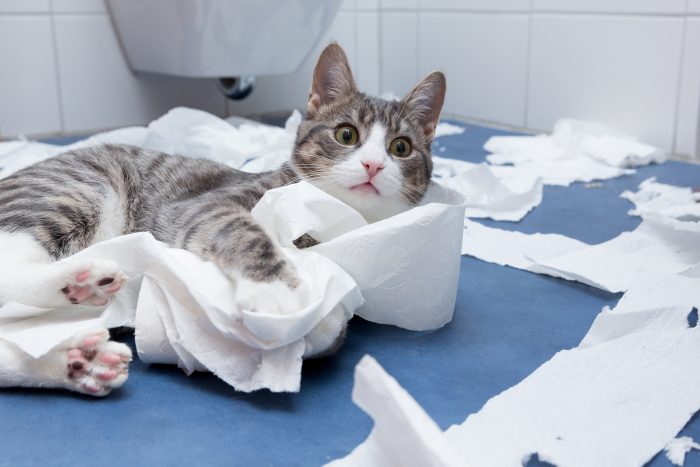 gato rompe papel higiénico