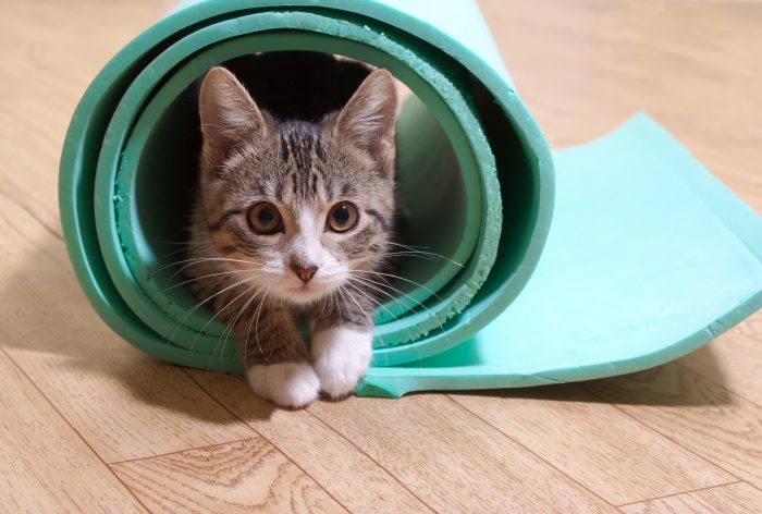 gato bebé metido en esterilla