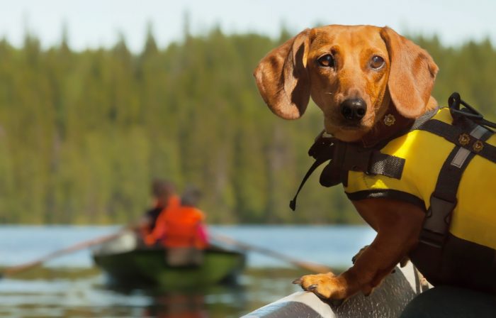 perro en un kayak