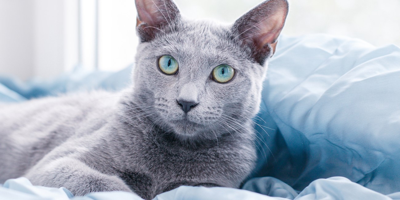 infección ojos gato