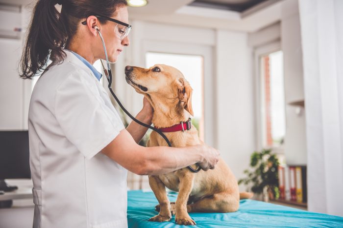 veterinaria ausculta perro