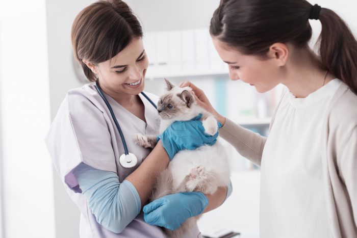 veterinarias con gato