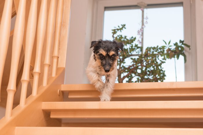 perro baja las escaleras