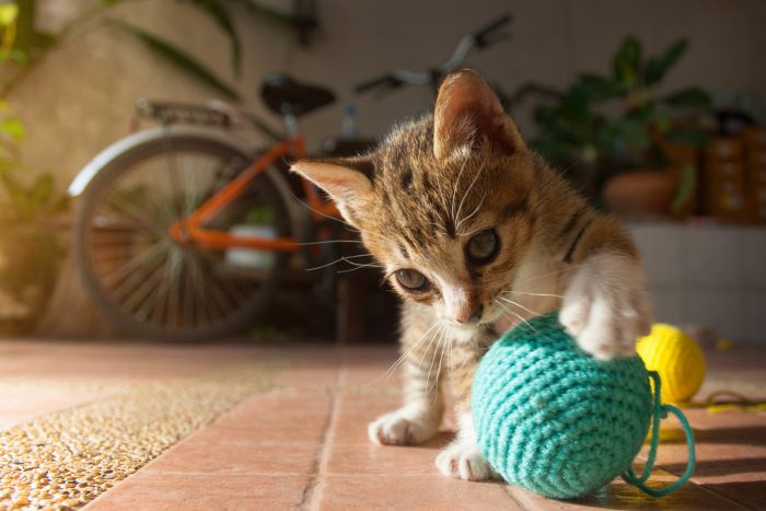 gato juega con pelota