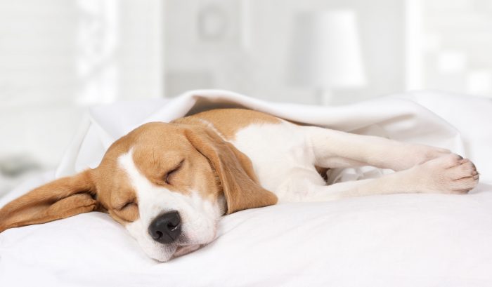 perro dormido
